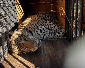 Saiba por que onça que devorou caseiro não pode voltar
